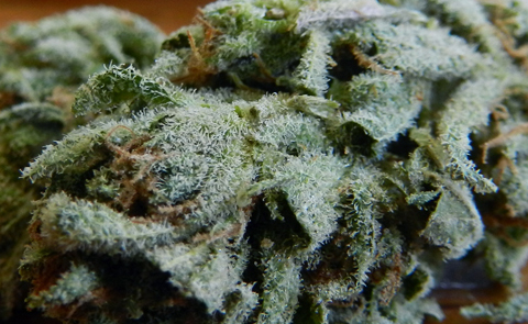 Cinderella X: Hindu Kush x Cinderella 99 Cinderella X Marijuana Strain