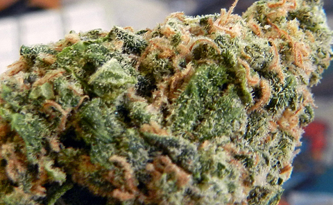 LA Confidential Plays Well With Cheese LA Cheese Marijuana Strain