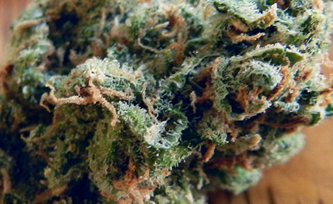 Alien OG: So Uplifting You Feel Abducted Alien OG Marijuana Strain