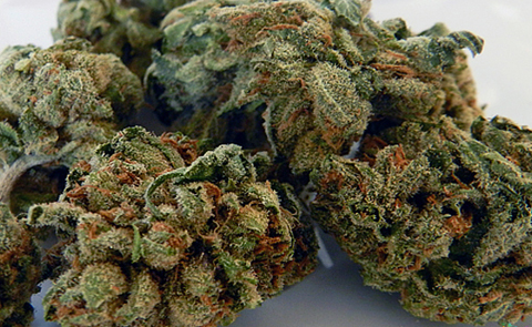 Master Kush: A Skunk & Hindu Kush Mix Master Kush Marijuana Strain