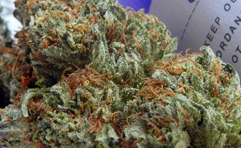 LA Confidential Strain From DNA Genetics: Winner of 4 Cannabis Cups LA Confidential Marijuana Strain