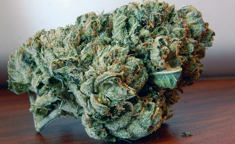 Pandoras Box Has Been Opened Pandoras Box Marijuana Strain