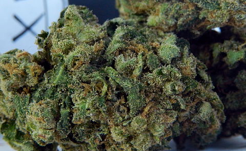 XJ-13 is the Child of Jack Herer and G-13 XJ13 Marijuana Strain