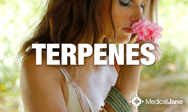 Terpenes: What Are Terpenoids And What Do They Do? Terpenes: What Are Terpenoids And What Do They Do?