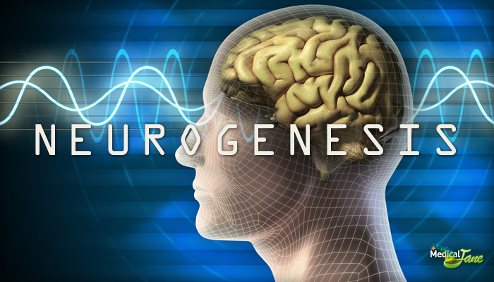 Study Shows CBD May Treat Stress Due To Neurogenesis
