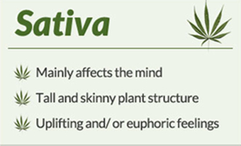 sativaARTICLE