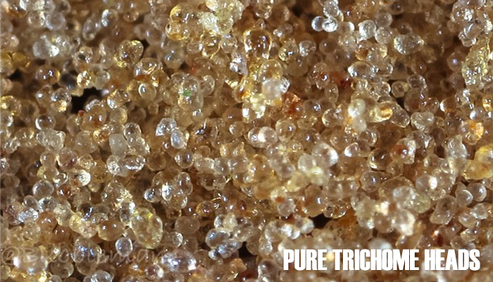 Bubbleman Pure Trichome Heads