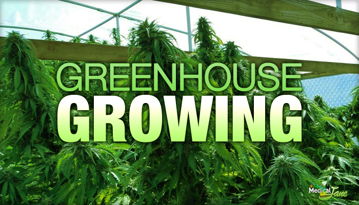 Basics Of Growing Medical Marijuana In A Greenhouse