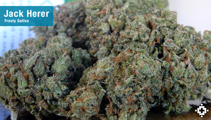 jack herer jack herer