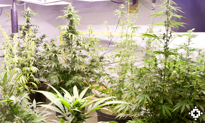 growing cannabis