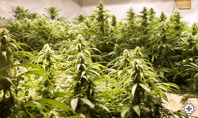 growing cannabis