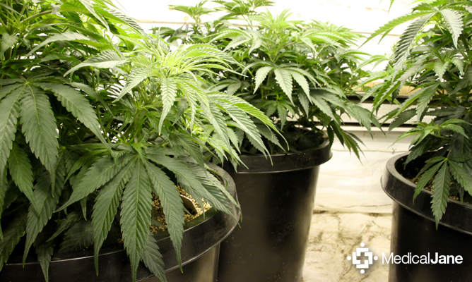 cannabis 101