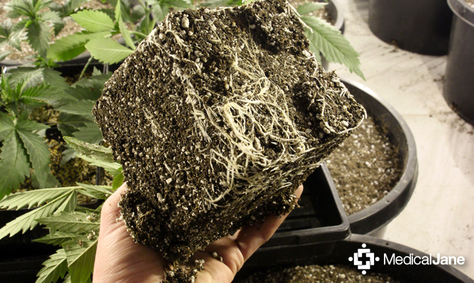cannabis 101