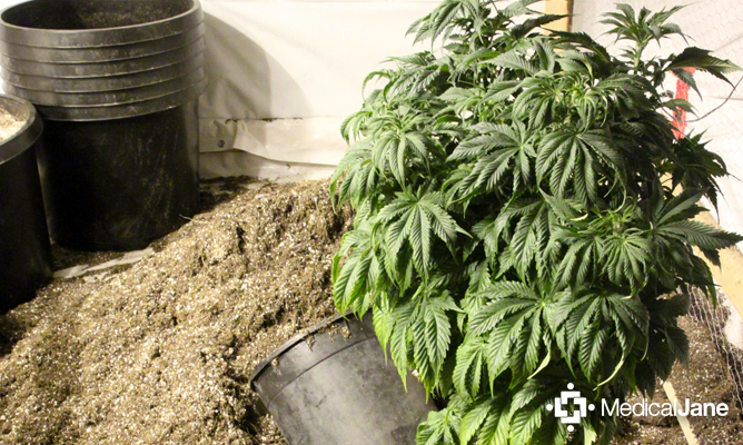 cannabis 101