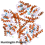 huntingtin protein 1