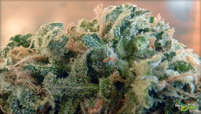 Blue Cream Marijuana Strain