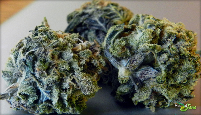 Blue Island Dream Marijuana Strain