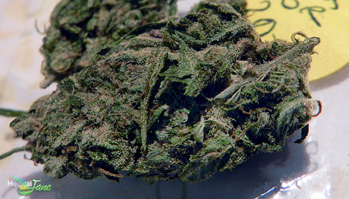 Chocolate Kush Marijuana Strain