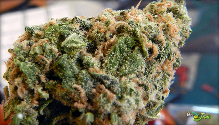 LA Cheese Marijuana Strain