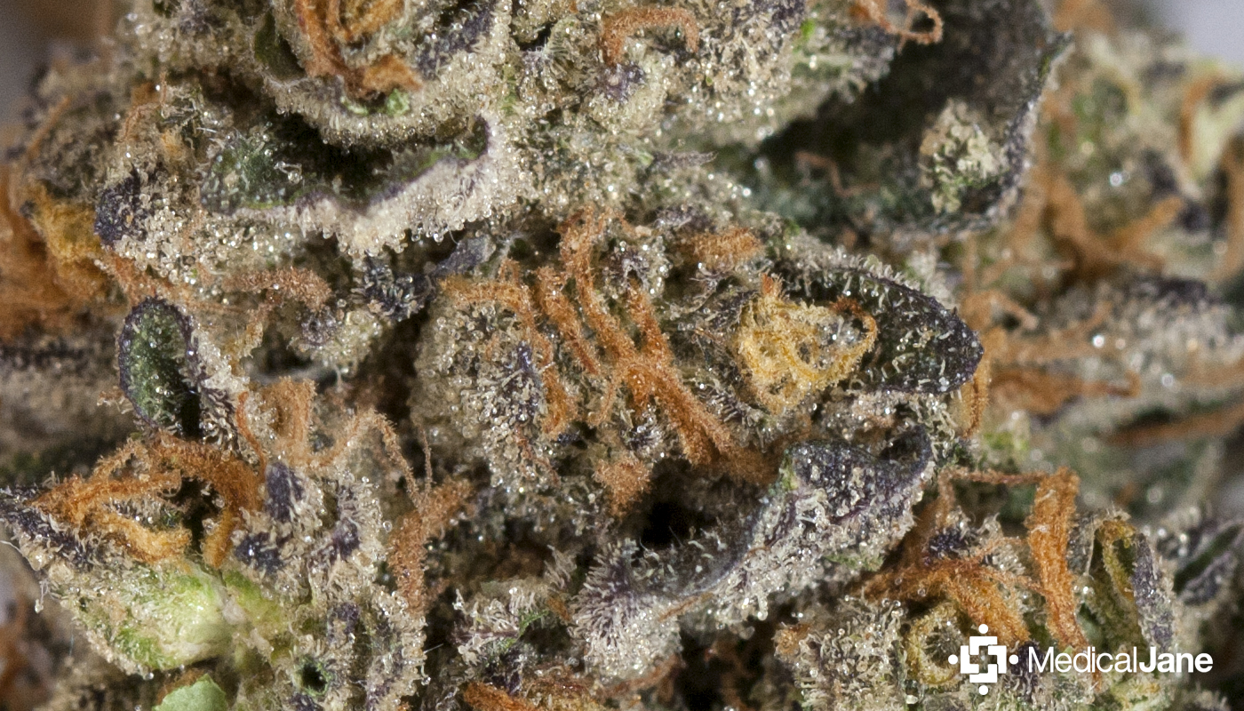 Girl Scout Cookies Marijuana Strain