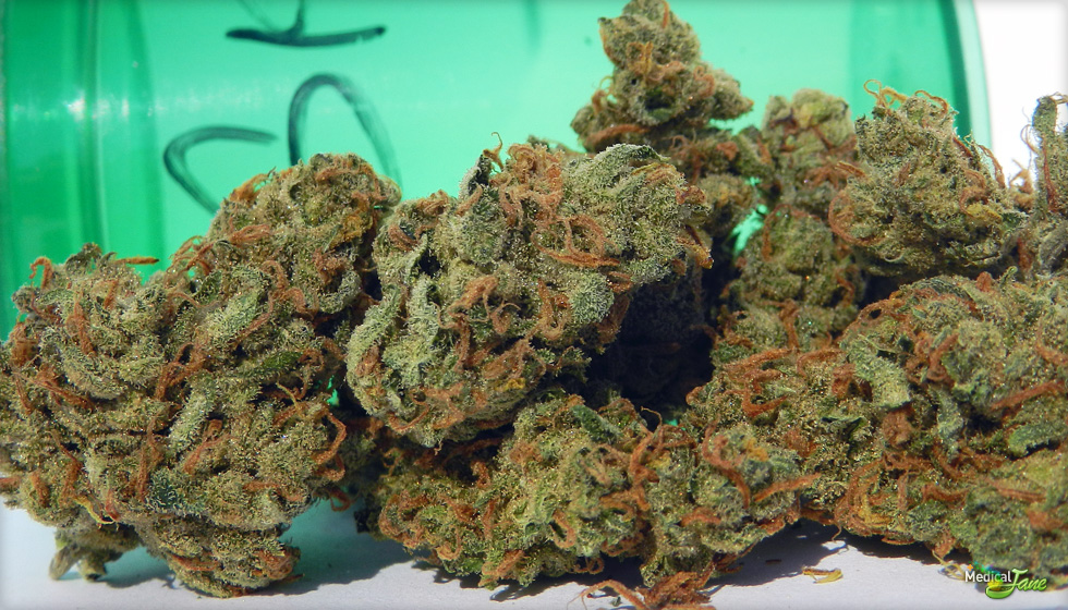 Sweet Island Skunk Marijuana Strain