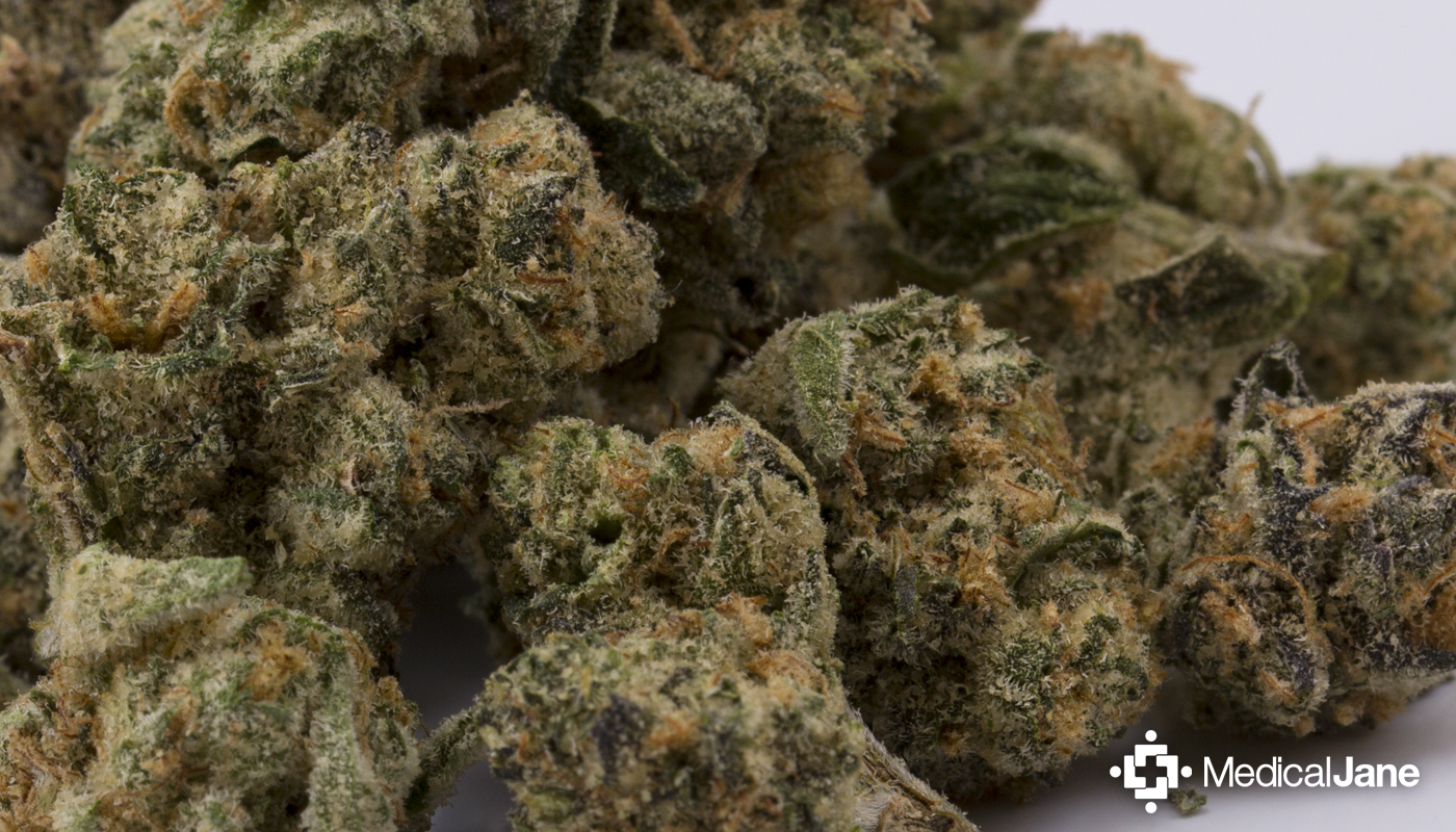 Animal Cookies Marijuana Strain