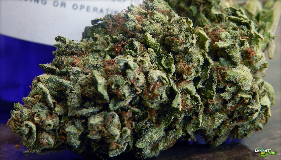 Michael Phelps OG Marijuana Strain