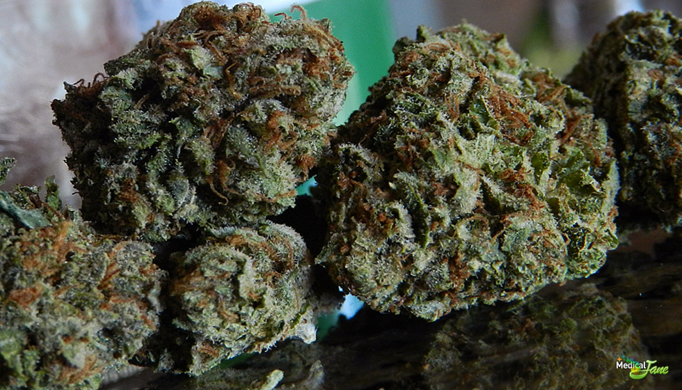 White Rhino Marijuana Strain