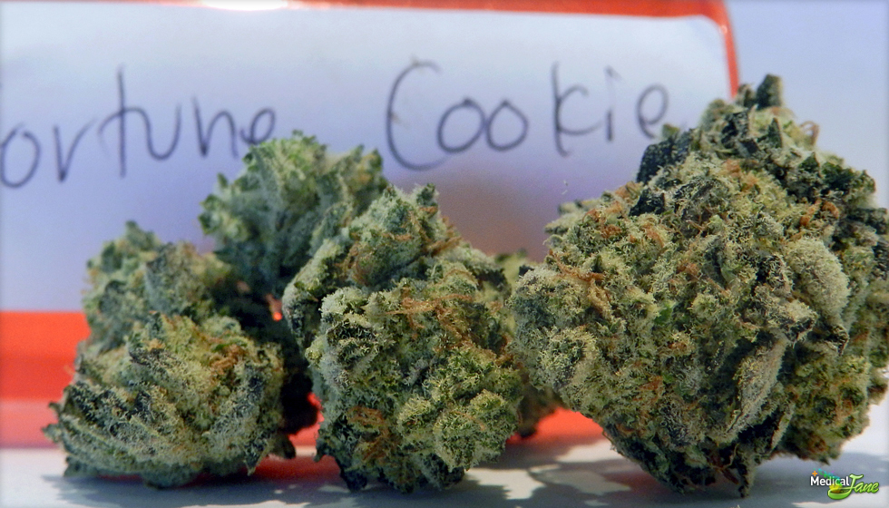 Fortune Cookies Marijuana Strain