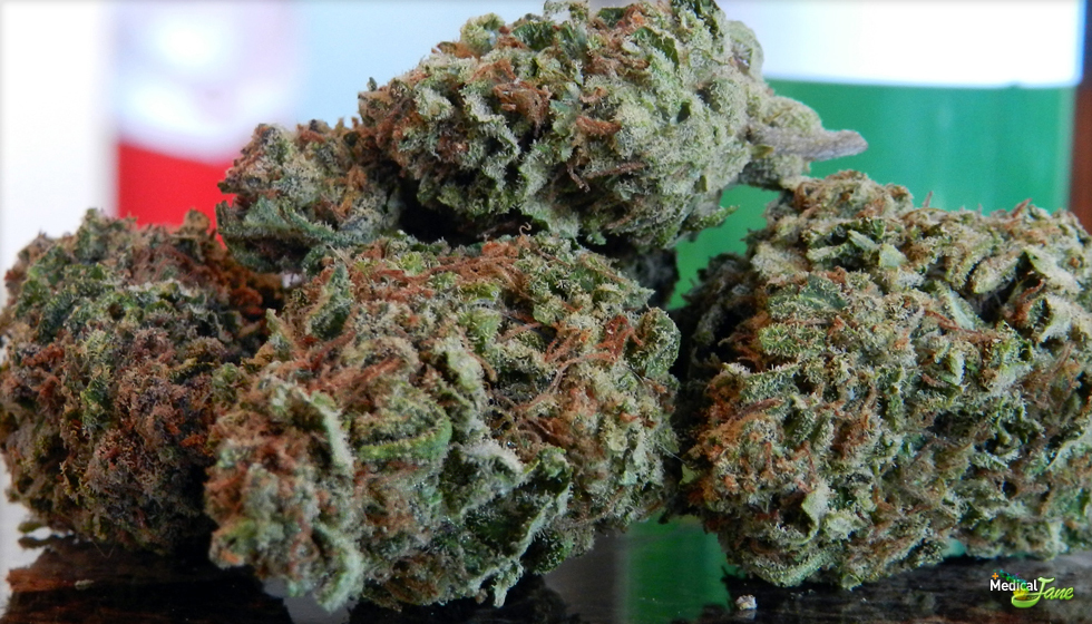 Cheese Marijuana Strain