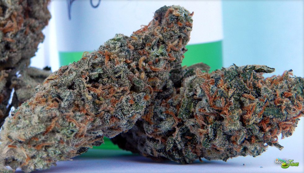 Fuzzy Wuzzy  Marijuana Strain