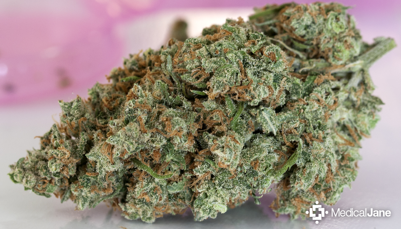 Jack Herer Marijuana Strain