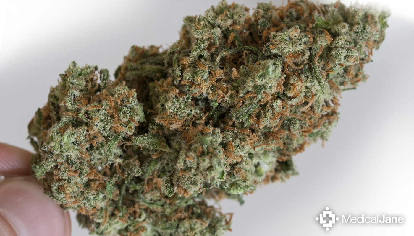 Jack Herer Marijuana Strain