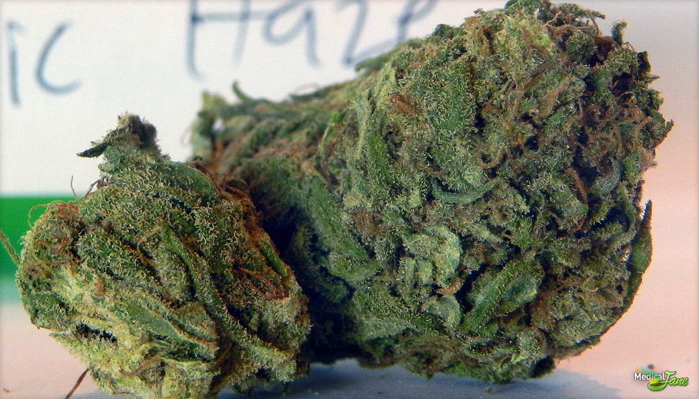 Organic Haze Marijuana Strain