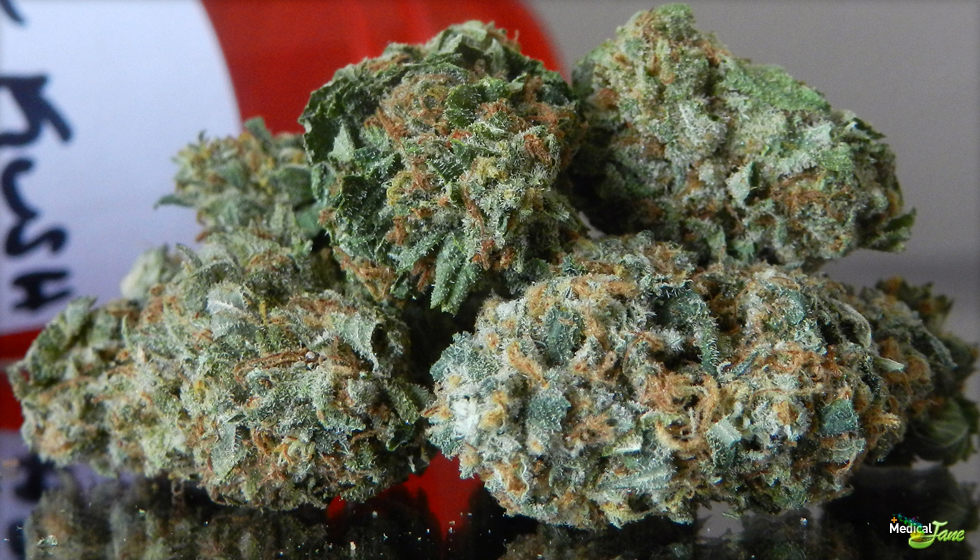 Pure Kush Marijuana Strain