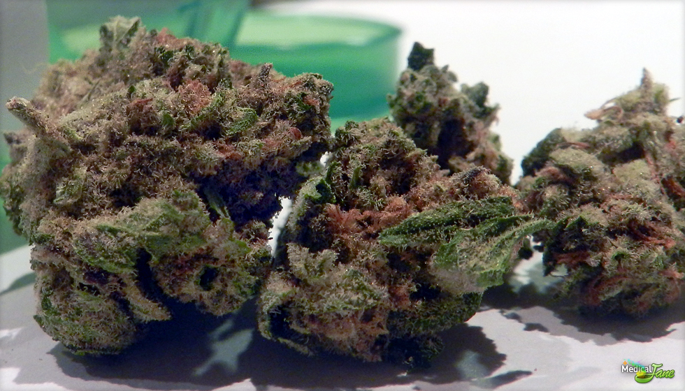 Purple Trainwreck Marijuana Strain