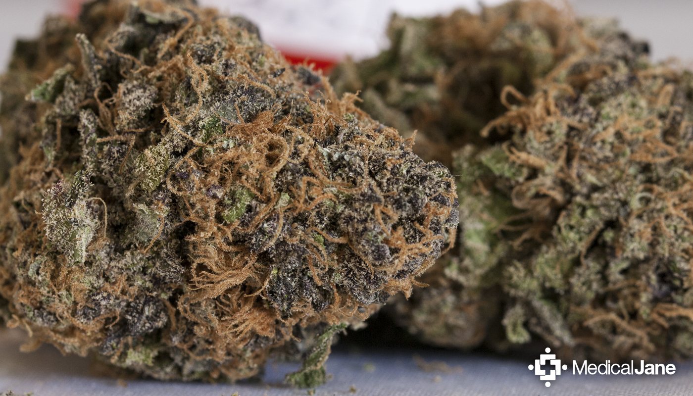 Purple Urkle Marijuana Strain