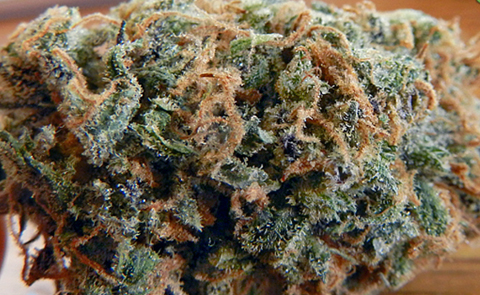 Red Congolese Marijuana Strain (Review)