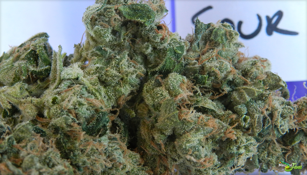 Sour Diesel Marijuana Strain (Review)