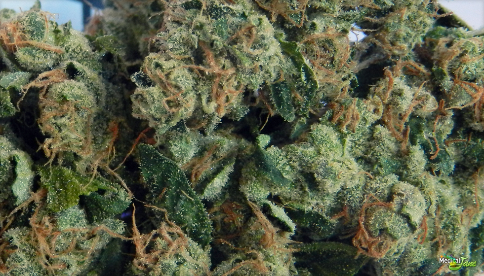 Sour Diesel Marijuana Strain