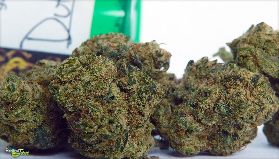 Dutch Treat Marijuana Strain (Review)