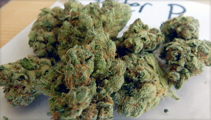 Master P Marijuana Strain (Review)