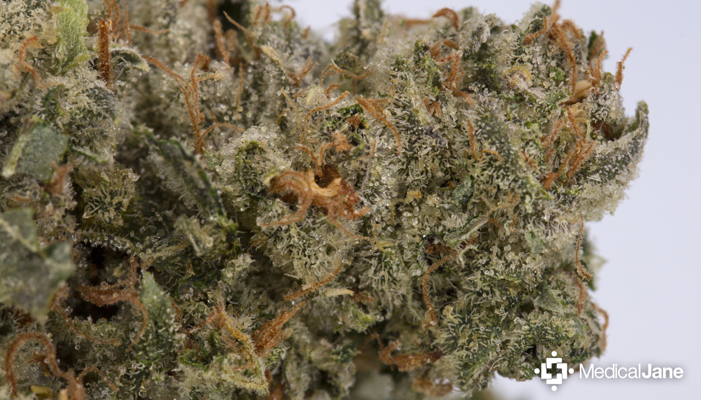 NYC Diesel Marijuana Strain