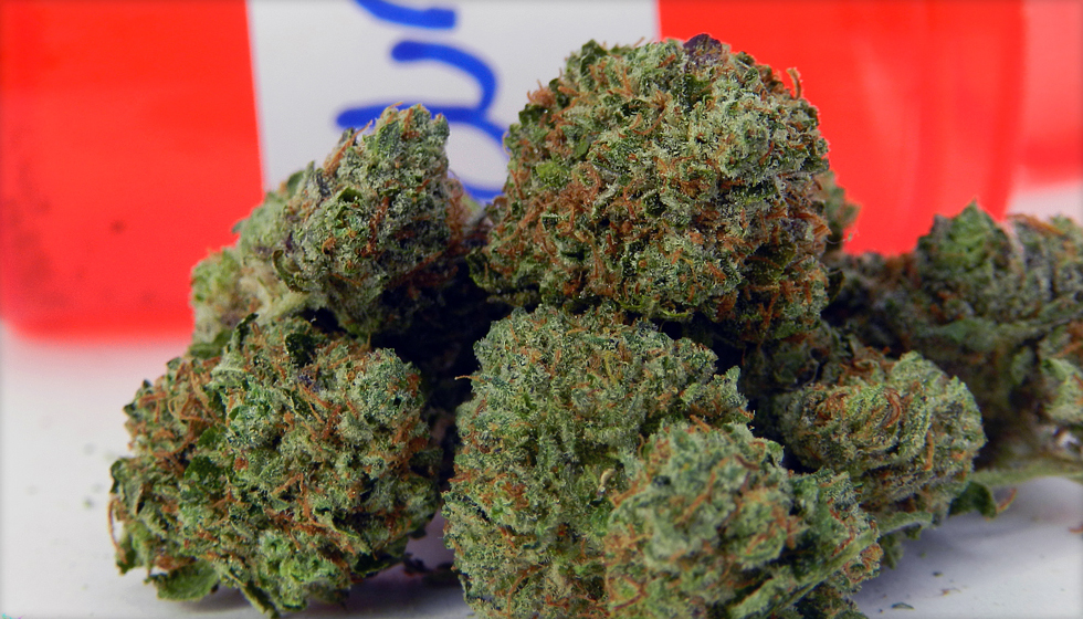 Purple Diesel Marijuana Strain