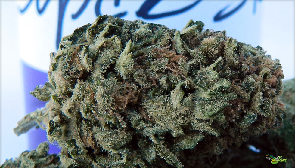 Super Skunk Marijuana Strain