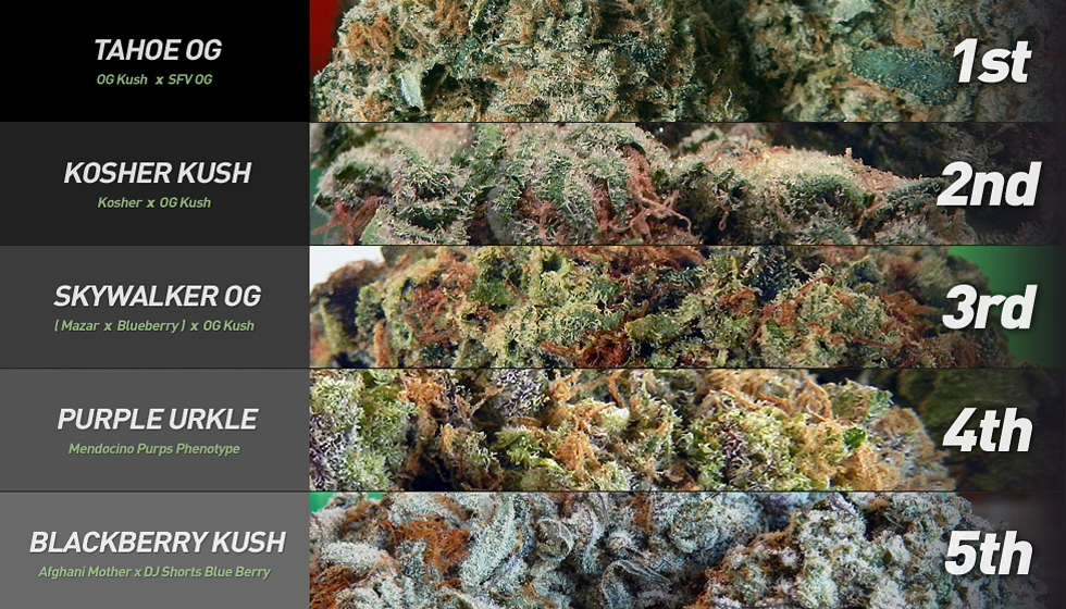 popular weed strain - Gushers Weed Strain