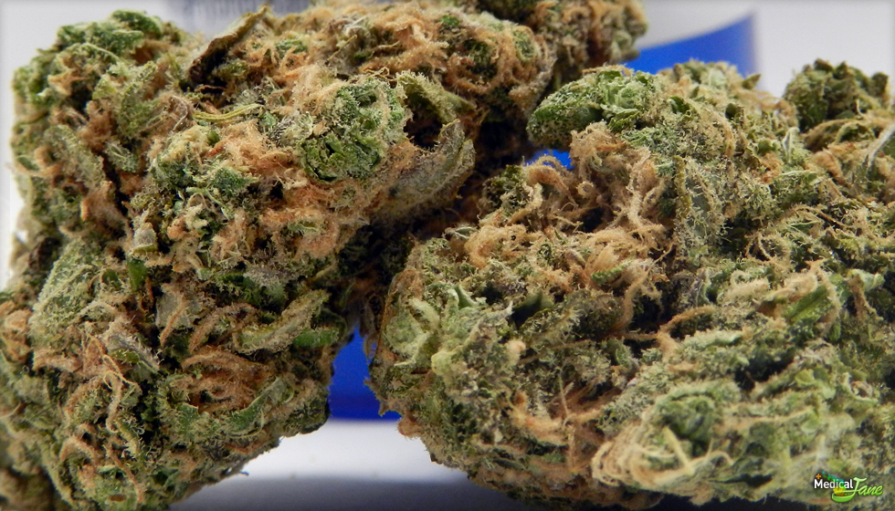 Blue Diesel Marijuana Strain