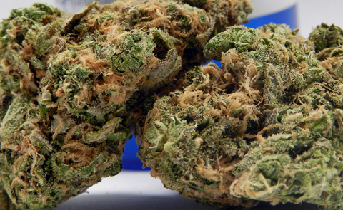 Blue Diesel Marijuana Strain (Review)