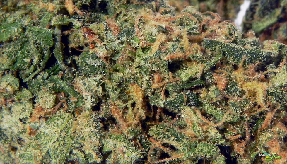 Blueberry Kush Marijuana Strain