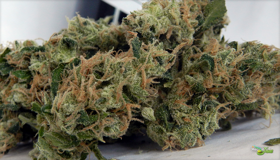 Chemdawg Marijuana Strain